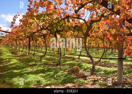 Weinberg mit reichen Herbstfarben (Herbst), Kapstadt und Umgebung, Südafrika Stockfoto