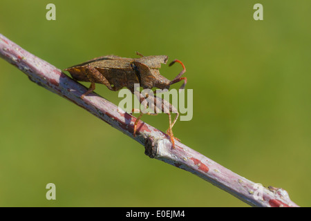 Coreus Marginatus Käfer zu Fuß auf einem Brench. Stockfoto