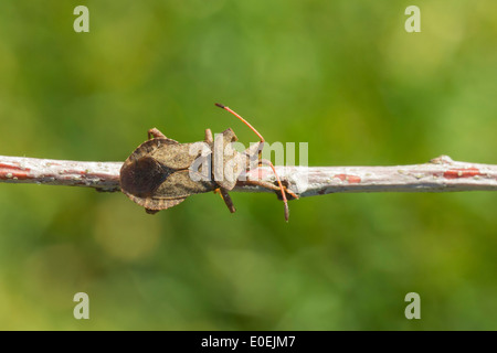 Coreus Marginatus Käfer zu Fuß auf einem Brench. Stockfoto