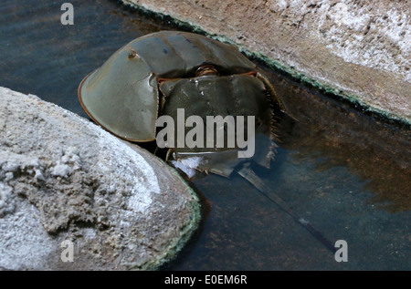 Atlantische Horseshoe Crab, Limulus polyphemus Stockfoto