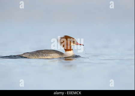 Gemeinsamen Prototyp (Mergus Prototyp) oder Gänsesäger Schwimmen im blauen Wasser des Genfer Sees mit geringen Schärfentiefe. Stockfoto