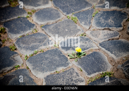 Löwenzahn Zwischen Pflastersteinen, Rom, Italien - Löwenzahn zwischen Pflastersteinen, Rom, Italien Stockfoto