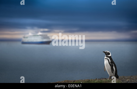 Pinguin und Kreuzfahrtschiff in Patagonien. Ehrfurcht inspirierende Reise Bild. High-Definition-Bild. Stockfoto
