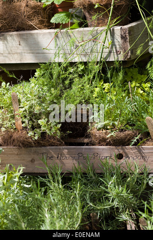 Eco-freundliche, nachhaltige und ethisch produzierte Hütte Gartenpflanzen und Kräuter angebaut in behaarte Kokos Töpfe Stockfoto