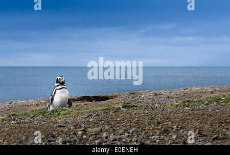 Pinguin in Patagonien. Ehrfurchtgebietend Reise Bild. High-Definition-Bild. Stockfoto