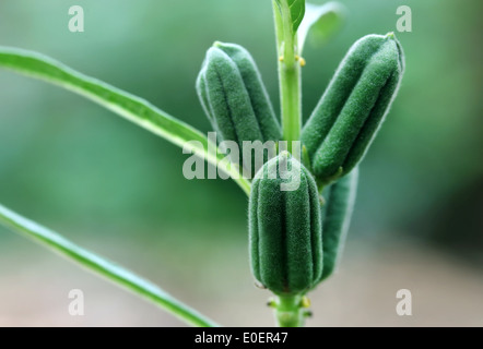 Grüne Sesam Schoten im Werk Stockfoto