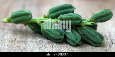 Grüne Sesam Pods auf Holzuntergrund Stockfoto