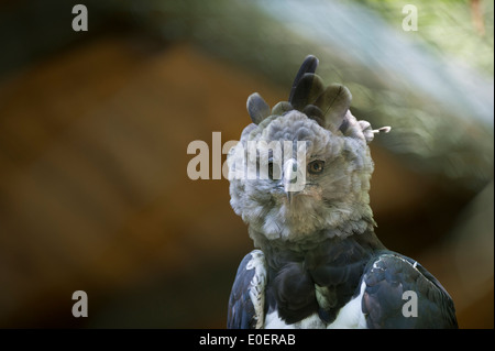 Erwachsenen Harpy Eagle ((Harpia harpyja), Harpye, Stockfoto