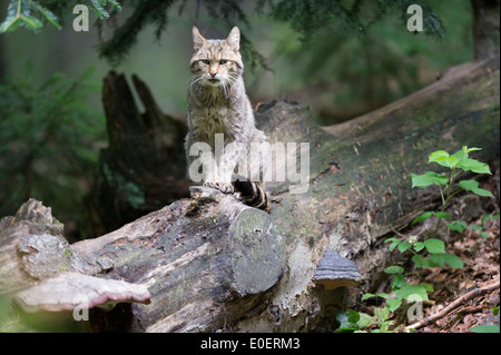 Wildkatze, Wildkatze, Felis silvestris Stockfoto