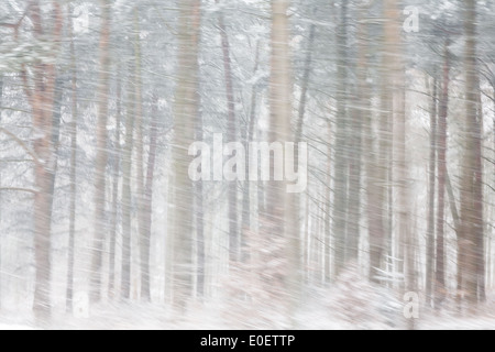 Schweren Schnee fällt in einem Wald. Bewegung fließend in der Kamera für die Wirkung. Stockfoto