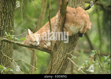 Eurasischer Luchs (Lynx Lynx) Europäischer Luchs, schlafen auf einem Baum, Stockfoto