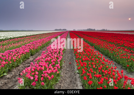 Sonnenuntergang über farbenfrohe Tulpenfelder, Niederlande Stockfoto