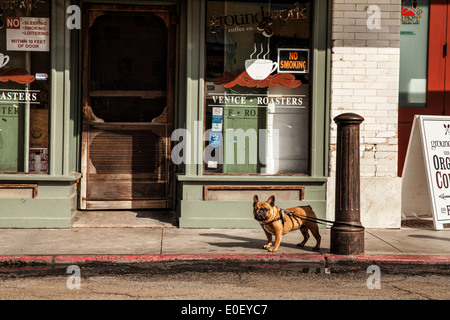 Französische Bulldogge warten vor Café in Venice Beach Stockfoto