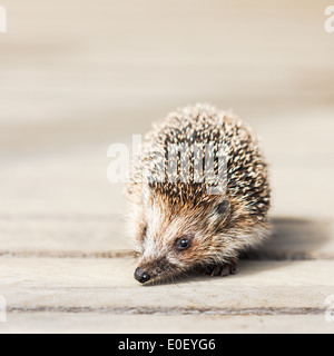 Igel auf Holzboden Stockfoto