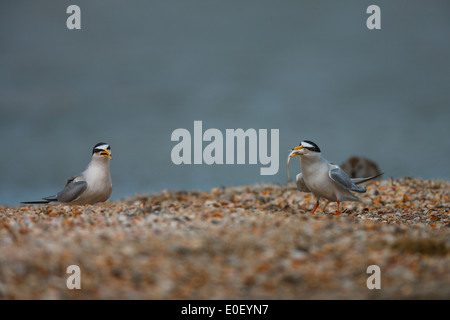 Zwergseeschwalbe (Sterna albifrons albifrons Sternula oder) Stockfoto