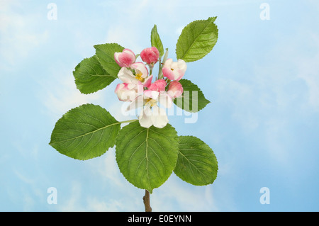 Apfelblüte und Blätter vor blauem Himmel mit weißen Wolkenfetzen Stockfoto