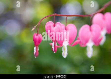 Lamprocapnos Spectabilis. Tränendes Herz Blumen in einem englischen Garten. Stockfoto