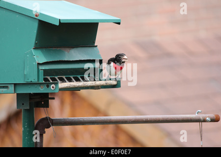 Männlich, Rose – Breasted Kernbeißer (Pheucticus sich) auf ein Vogelhaus. Stockfoto