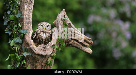 Steinkauz (Athene Noctua) sitzen auf toten Baumstamm in Bickley, Cheshire Stockfoto