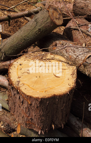 Protokolle von einem vor kurzem senken Garten Baum UK GB Stockfoto