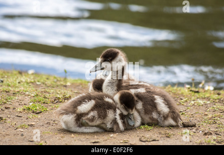 Nette junge nilgans Gänschen (Gänse), Alopochen aegyptiaca, kuscheln zusammen bei Isabella Plantation, Richmond Park, London, UK Stockfoto