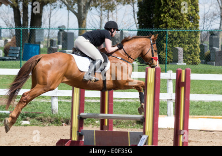 Pferd in der Mitte Sprung über einen Zaun auf einem Reitturnier. Stockfoto