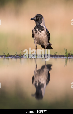 Mit Kapuze Krähe (Corvus Cornix) spiegelt sich in einem See Stockfoto