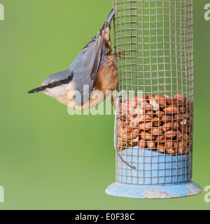 Erwachsenen eurasische Kleiber (Sitta Europaea) an eine Erdnuss feeder Stockfoto