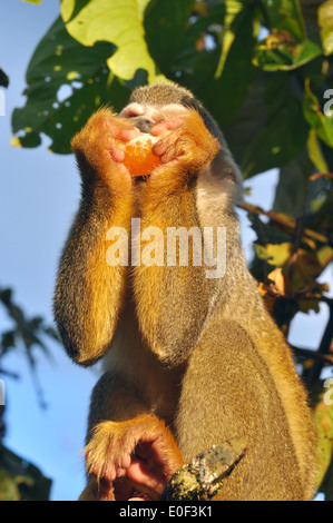 Eichhörnchen-Affe im Amazonas-Regenwald Stockfoto