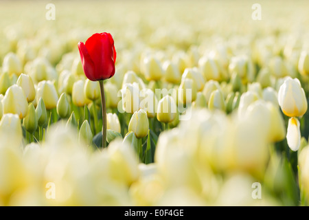 Eine rote Tulpe in einem weißen Feld Stockfoto