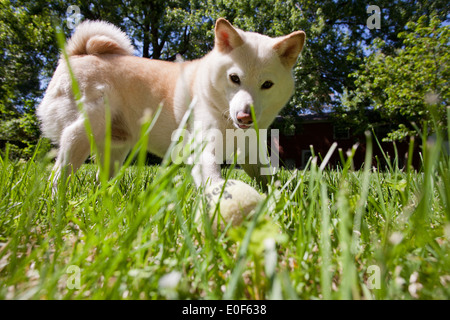 Shiba Inu Spiel mit Tennisball auf Rasen Stockfoto