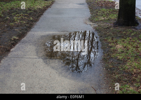Eine Reflexion der Äste in einer Pfütze auf einem Bürgersteig. Stockfoto