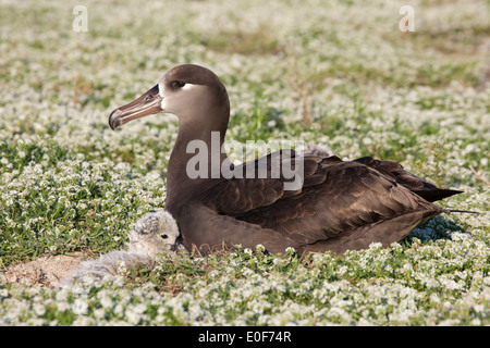 Schwarzfuß-Albatross-Elternteil und junges flauschiges Küken auf Nest. (Phoebastria nigripes) Stockfoto