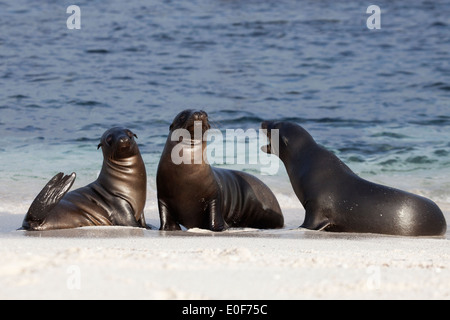 Galapagos Sea Lions, Gruppe am Strand. Zalophus wollebaeki. Stockfoto