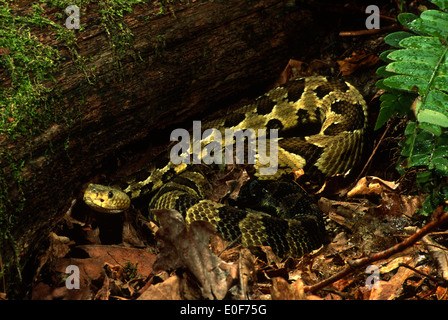 Holzrattlesnake (Crotalus horridus) in Jagdhaltung, die neben dem Baumstamm auf Beute wartet. Stockfoto