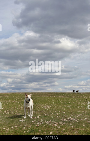 Ein Hund stehend auf einem grasbewachsenen Hügel, während die zwei anderen Hunden in der Ferne spielen. Stockfoto