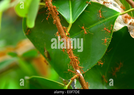 Rote Ameisen nisten auf dem Baum Stockfoto