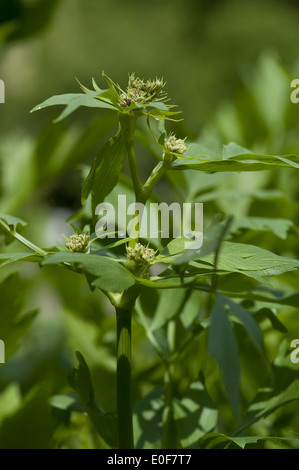 Liebstöckel, Levisticum officinale Stockfoto