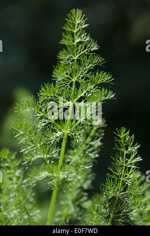 verschreiben, Meum athamanticum Stockfoto