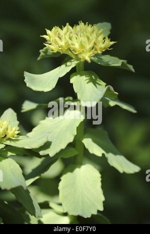 Goldene Wurzel, Rhodiola rosea Stockfoto