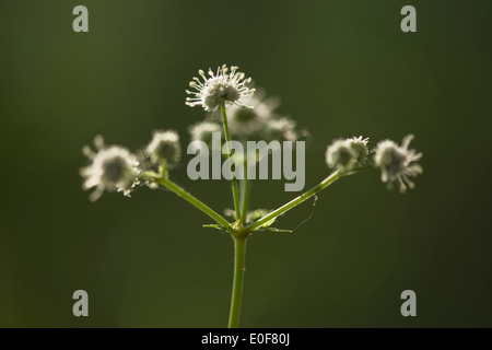 Holz Waldsanikel, Sanicula europaea Stockfoto