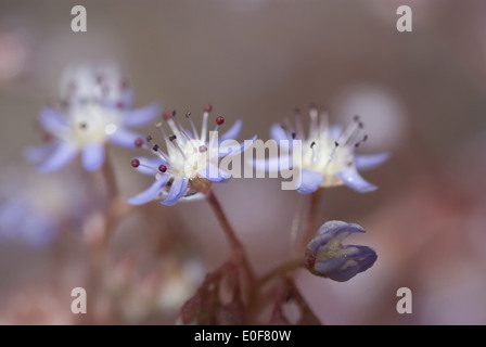 Himmel Fetthenne, Sedum caeruleum Stockfoto