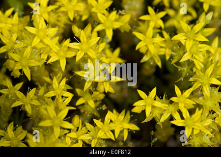 Goldmoss Fetthenne, Sedum acre Stockfoto