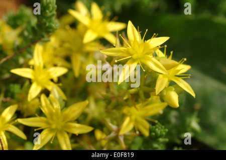 Goldmoss Fetthenne, Sedum acre Stockfoto