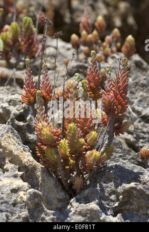 blasse Fetthenne, Sedum sediforme Stockfoto