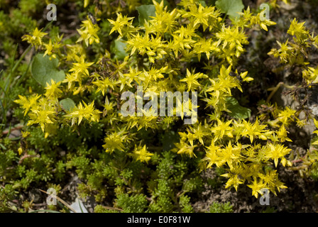 geschmacklos Fetthenne, Sedum sexangulare Stockfoto