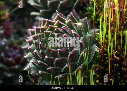 gemeinsamen Hauswurz, Sempervivum tectorum Stockfoto