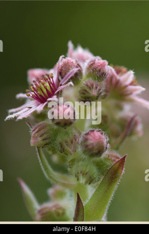 gemeinsamen Hauswurz, Sempervivum Tectorum SSP. alpinum Stockfoto