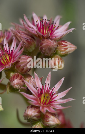 gemeinsamen Hauswurz, Sempervivum Tectorum SSP. alpinum Stockfoto