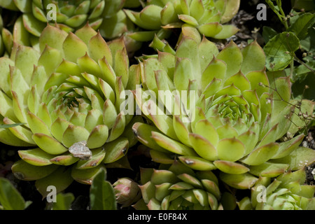 gemeinsamen Hauswurz, Sempervivum Tectorum SSP. alpinum Stockfoto